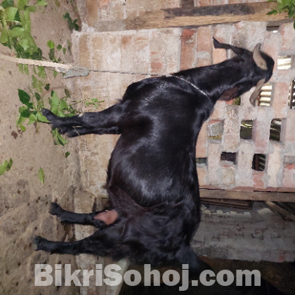 ২টা উন্নত জাতের গর্ভবতী ছাগল বিক্রি করবো।